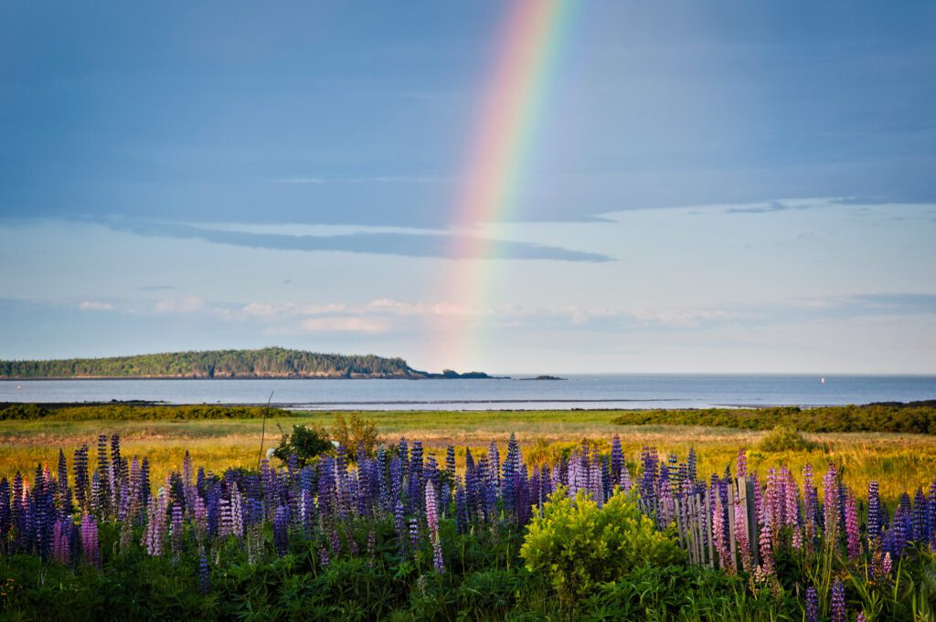 Rainbow displays behind lupine wildflowers illuminated by the sun on the northern Maine seacoast, in New England.